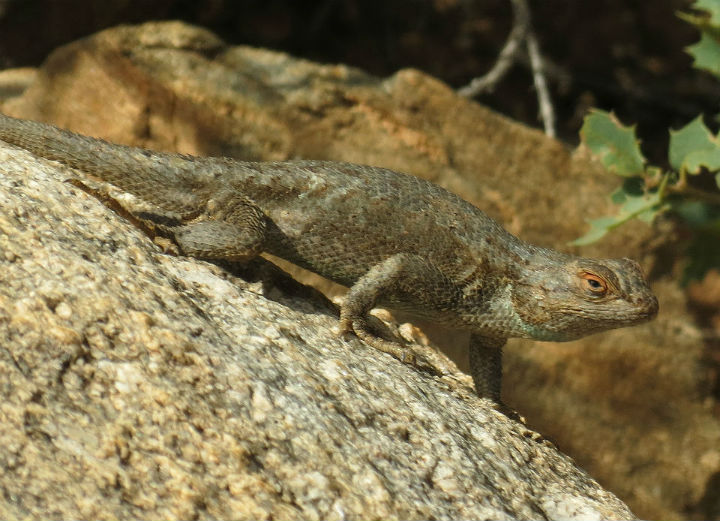 Plateau Fence Lizard